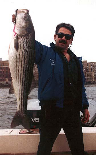 Joe C striper.jpg (25730 bytes)